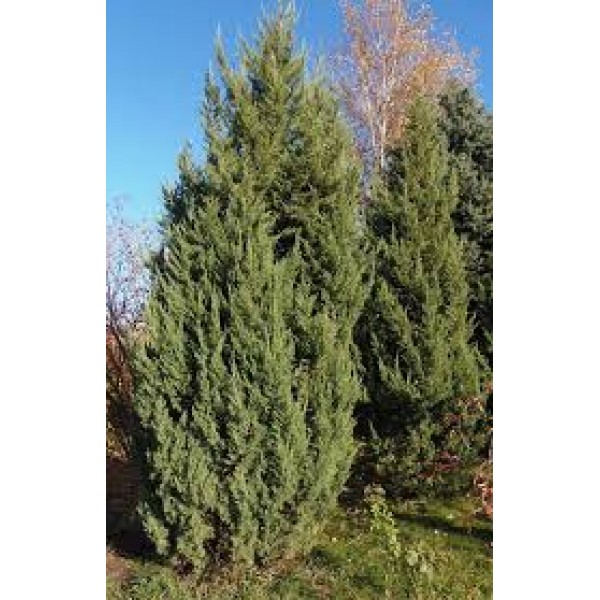 Можжевельник китайский Iowa С2