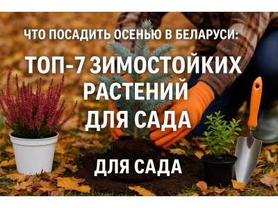 Что посадить осенью в Беларуси: ТОП-7 зимостойких растений для сада