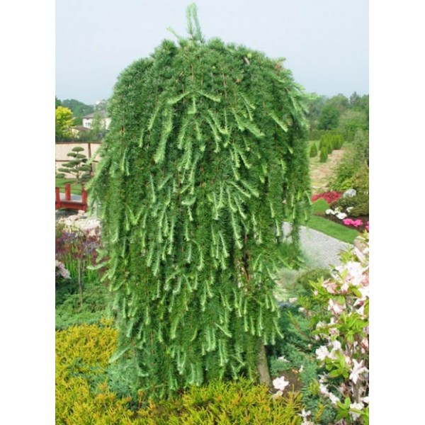 Лиственница японская тонкочешуйчатая Стифф Випер (Larix kaempferi Stiff Weeper) С7