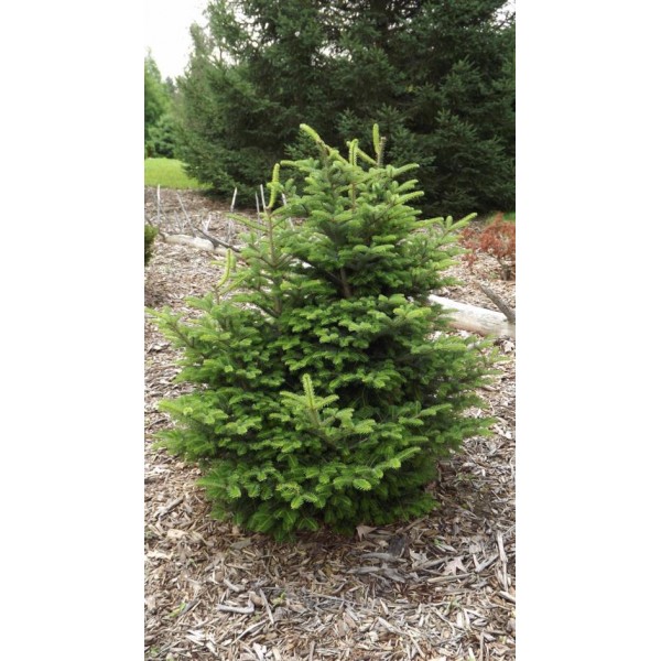 Пихта белая Ibergeregg (Abies alba) С5