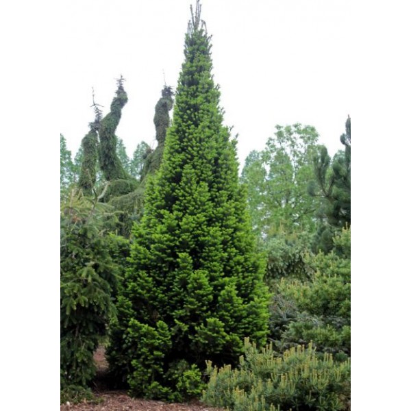 Пихта белая Pyramidalis (Abies alba Pyramidalis) С5