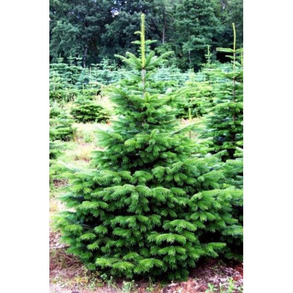 Пихта благородная Frijsenborg (Abies nobilis) С5