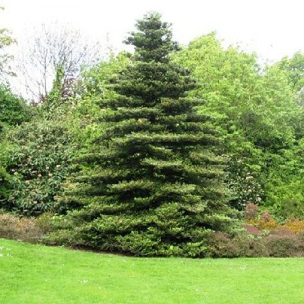 Пихта корейская (Abies koreana) С7.5