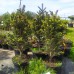 Пихта белая Pyramidalis (Abies alba Pyramidalis) С5