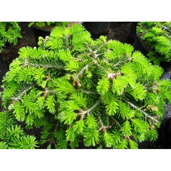 Пихта кавказская Kolumnowa (Abies normanniana Kolumnowa) С5
