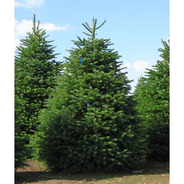 Пихта кавказская Kulista (Abies normanniana) С7,5