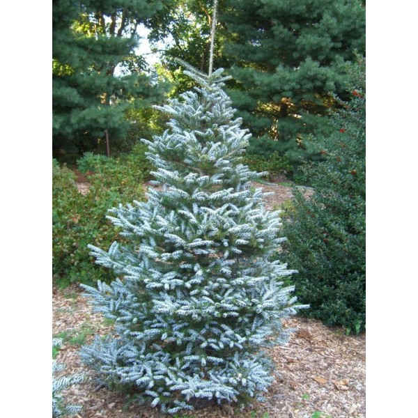 Пихта корейская Silberlocke (Abies koreana) С3