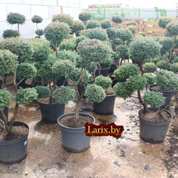 Бонсаи кипарисовик Lombards С10