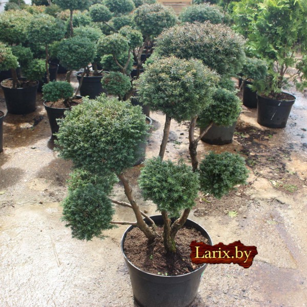Бонсаи кипарисовик Lombards С10