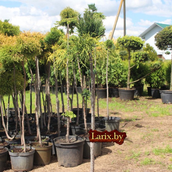 Бонсаи кипарисовик mix С5