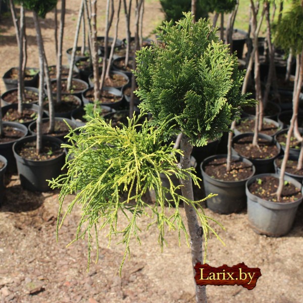 Бонсаи кипарисовик mix С5