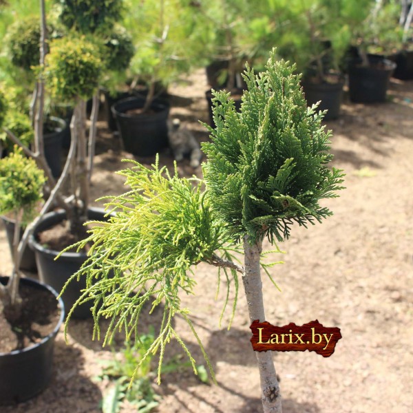 Бонсаи кипарисовик mix С5