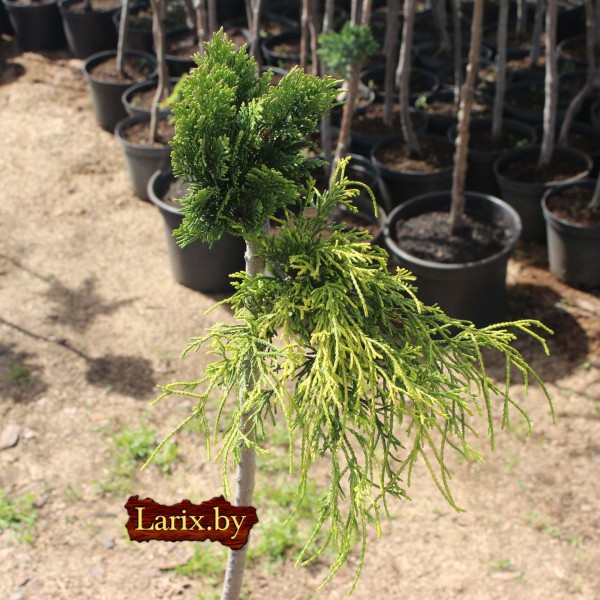 Бонсаи кипарисовик mix С5