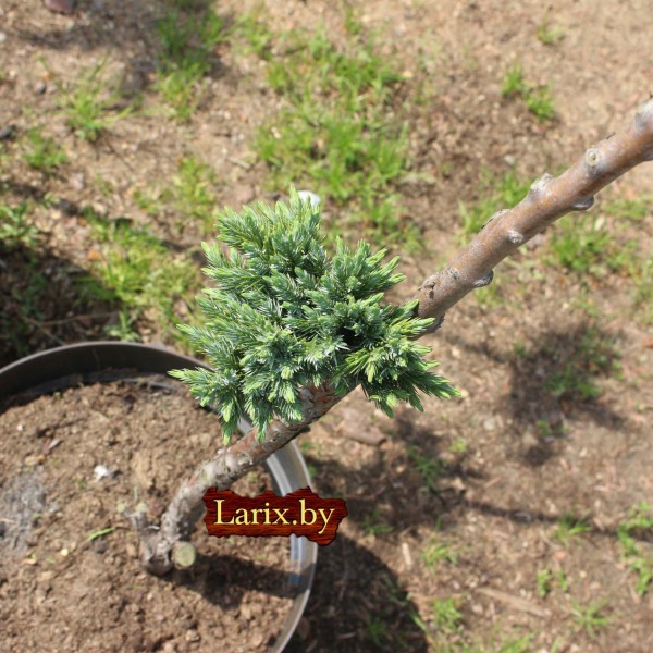 Бонсаи можжевельник mix С5