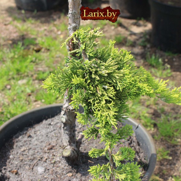 Бонсаи можжевельник mix С5