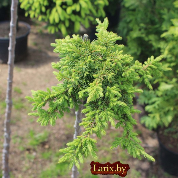 Бонсаи можжевельник mix С5