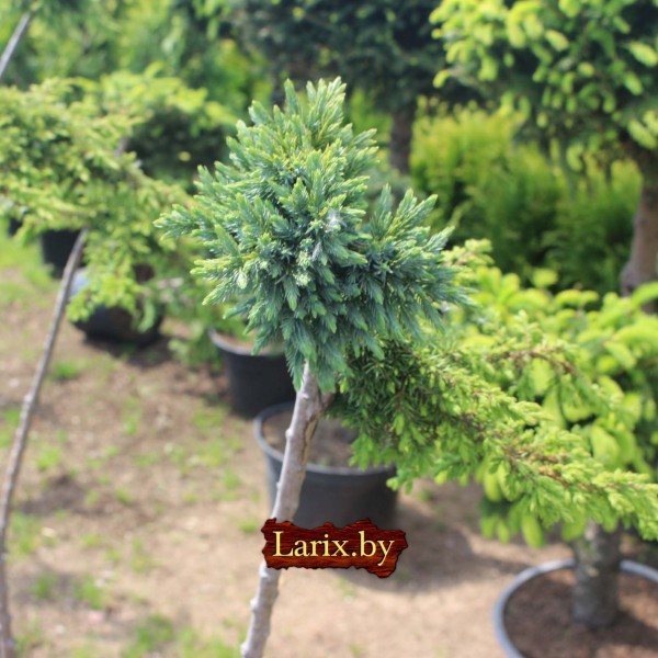 Бонсаи можжевельник mix С5