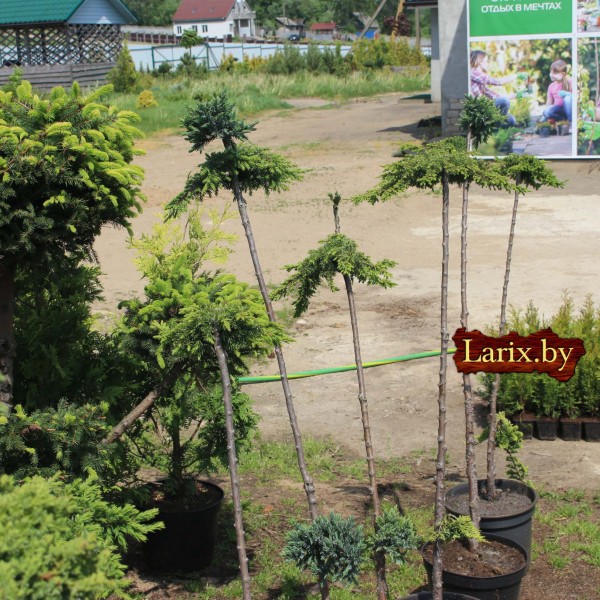 Бонсаи можжевельник mix С5