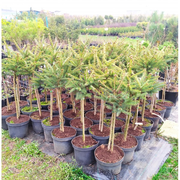 Бонсаи ель обыкновенная Максвелли (Picea glauca Maxwellii) С3