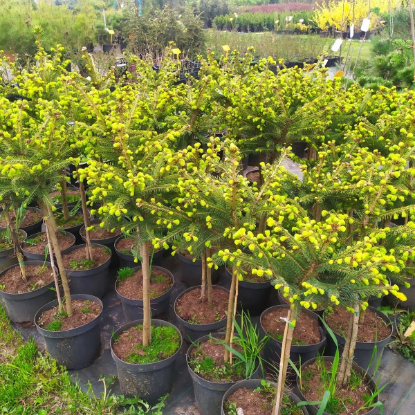 Бонсаи ель обыкновенная Максвелли (Picea glauca Maxwellii) С3