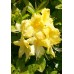 Азалия крупноцветковая Аннеке (Azalea hybridum Anneke) С3 раскидистый кустарник