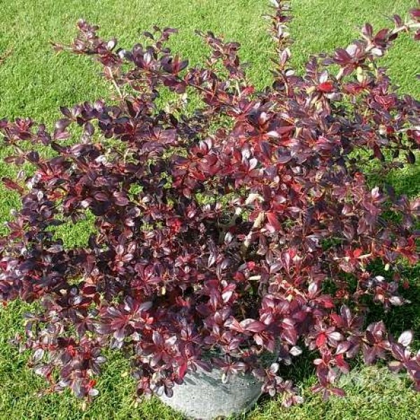 Барбарис средний Red Jewel (Berberis media) C5