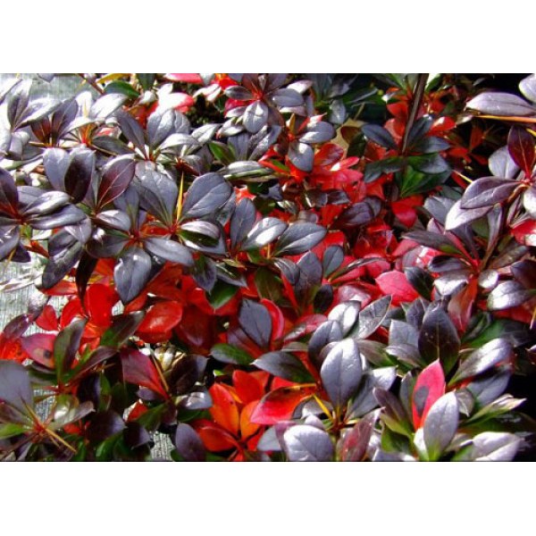 Барбарис средний Red Jewel (Berberis media) C5