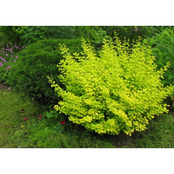 Барбарис Тунберга Aurea (Berberis thunbergii) С2