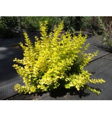 Барбарис Тунберга Aurea (Berberis thunbergii) С2