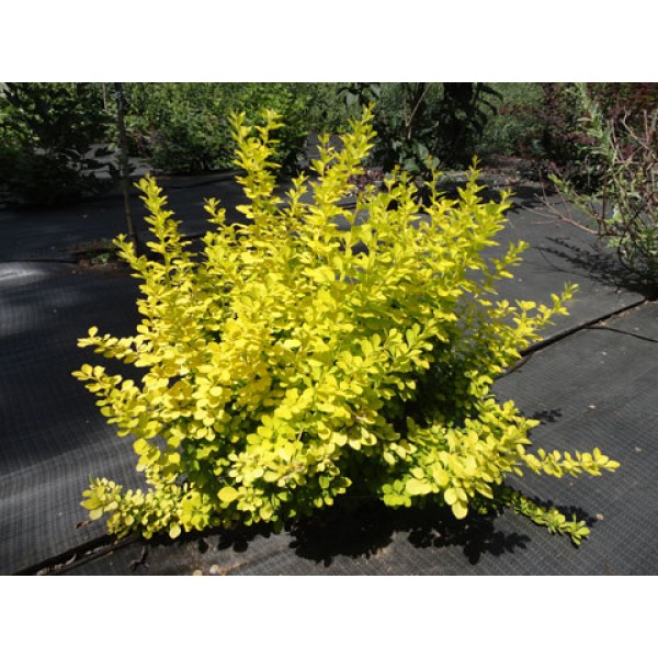 Барбарис Тунберга Aurea (Berberis thunbergii) С2