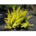 Барбарис Тунберга Aurea (Berberis thunbergii) С2