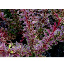 Барбарис Тунберга Golden Ring (Berberis thunbergii) C2