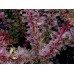 Барбарис Тунберга Golden Ring (Berberis thunbergii) C2