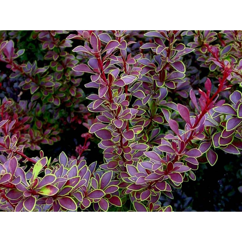 Барбарис Тунберга Golden Ring (Berberis thunbergii) C2 Барбарис Тунберга Golden Ring (Berberis thunbergii) C2