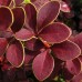 Барбарис Тунберга Golden Ring (Berberis thunbergii) C2