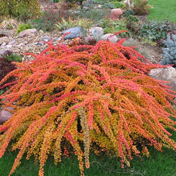 Барбарис Тунберга Green Carpet (Berberis thunbergii) С2