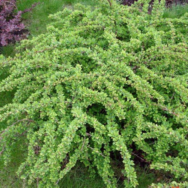 Барбарис Тунберга Green Carpet (Berberis thunbergii) С2