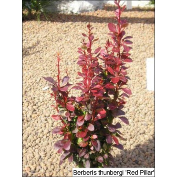 Барбарис Тунберга Red Pilar (Berberis thunbergii) C5