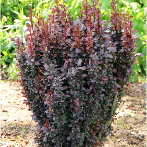 Барбарис Тунберга Red Pilar (Berberis thunbergii) C5