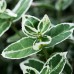 Бересклет Форчуна Эмеральд Гаити (Euonymus fortunei Emerald Gaiety) С2