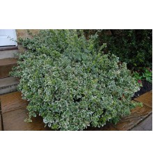 Бересклет Форчуна Эмеральд Гаити (Euonymus fortunei Emerald Gaiety) С2