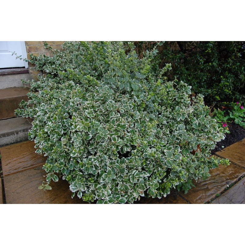 Бересклет Форчуна Эмеральд Гаити (Euonymus fortunei Emerald Gaiety) С2 Бересклет Форчуна Эмеральд Гаити (Euonymus fortunei Emerald Gaiety) С2