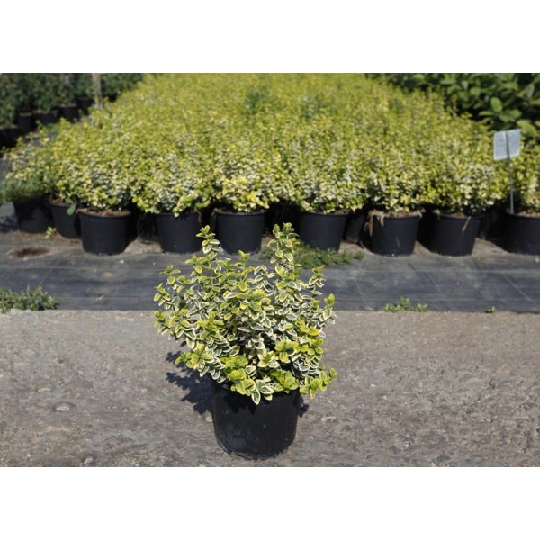Бересклет Форчуна Emerald n Gold (Euonymus fortunei) C2