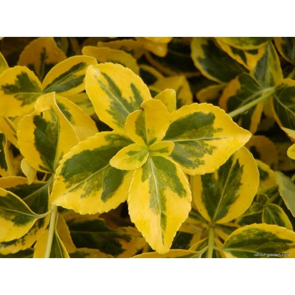 Бересклет Форчуна Emerald n Gold (Euonymus fortunei) C2