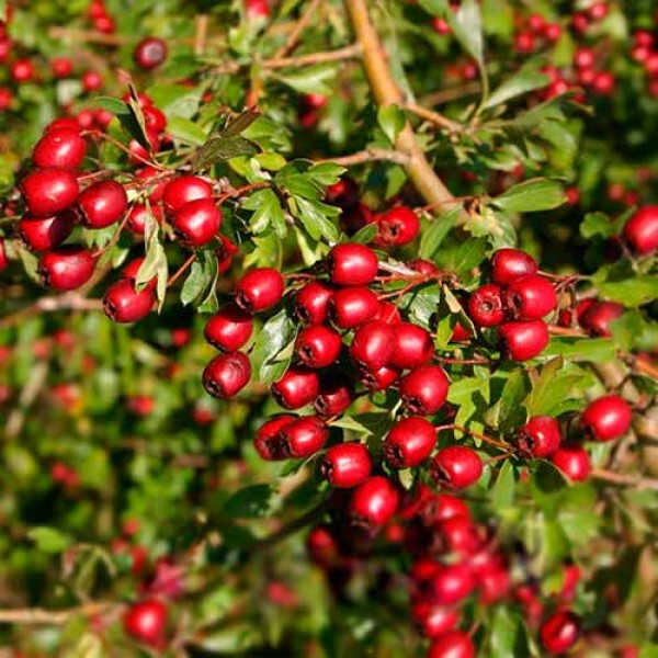 Боярышник обыкновенный (Crataegus laevigata) С3
