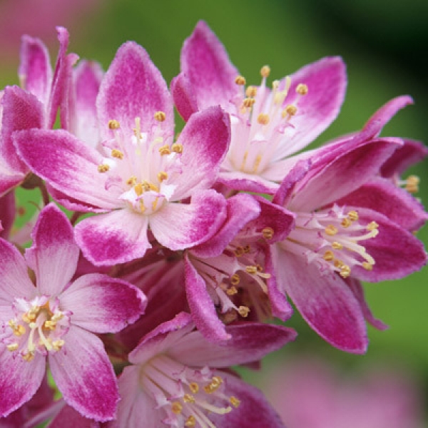 Дейция гибридная Strawberry Fields (Deutzia x hybrida) С5