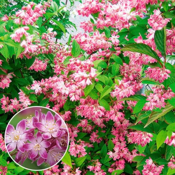 Дейция гибридная Strawberry Fields (Deutzia x hybrida) С5