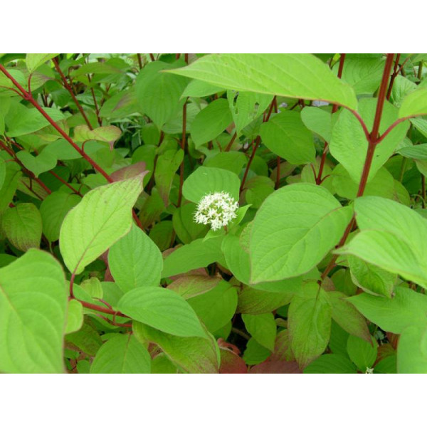 Дерен белый Sibirica (Cornus alba) С2