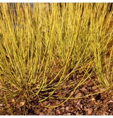 Дерен отпрысковый Flaviramea (Cornus saricea) С3