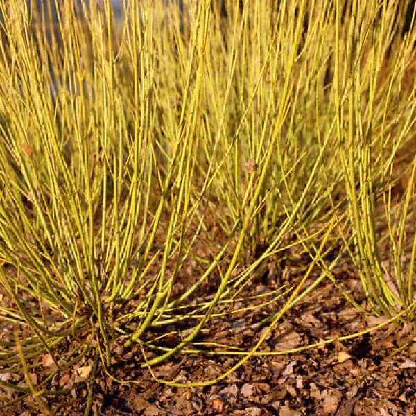 Дерен отпрысковый Flaviramea (Cornus saricea) С15-25
